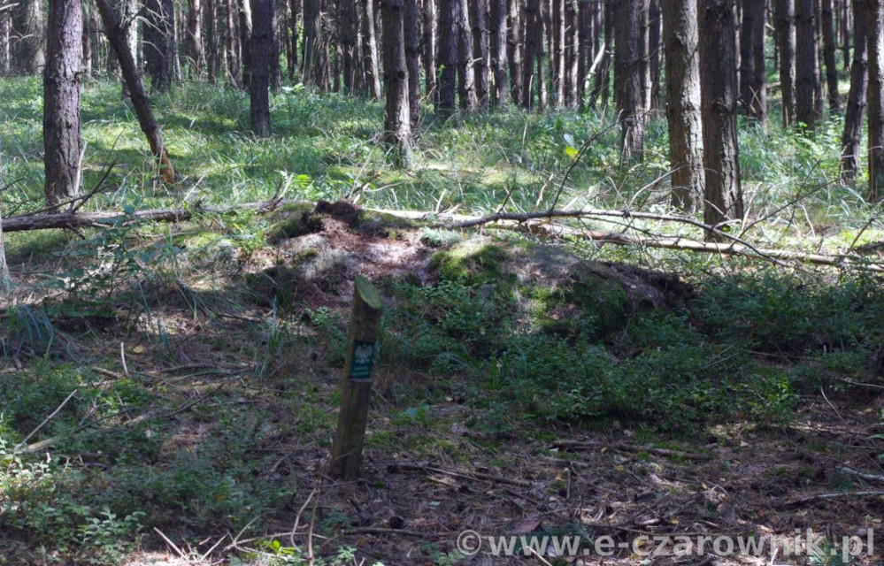 Głaz koło Glinek #4