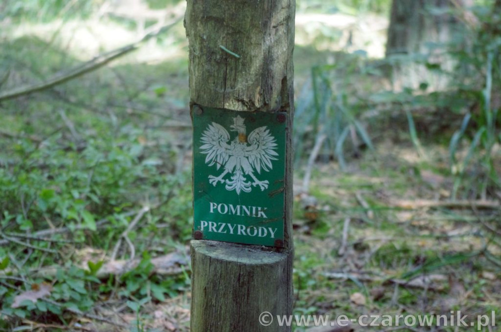 Głaz koło Glinek #4
